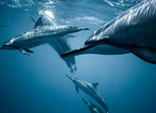 开云投注-淄博市文明观赛公约